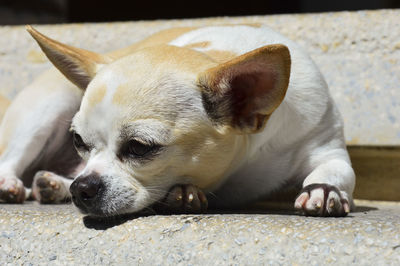 Close-up of dog lying down