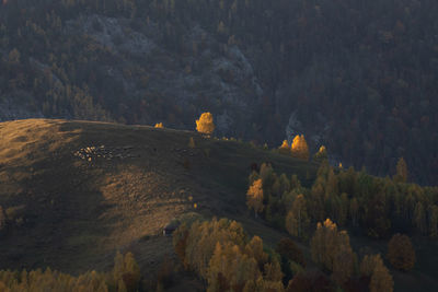 High angle view of trees in forest