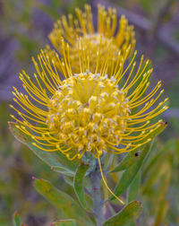 Close-up of yellow flowering plant