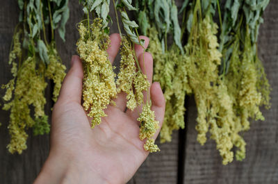 Close-up of hand holding plant