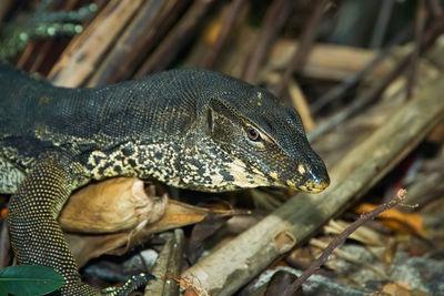 Close-up of a lizard on land