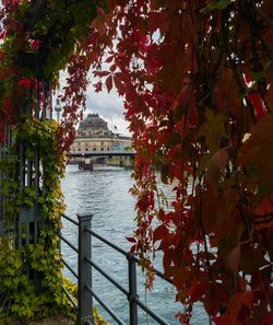 Close-up of tree by river in city against sky