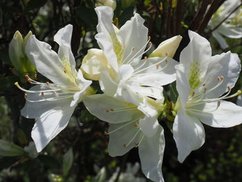 Close-up of white flowers