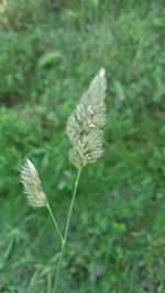 Close-up of white flowers