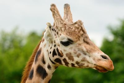 Close-up of giraffe against sky