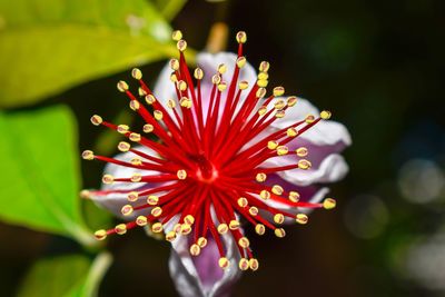 Close-up of red flowering plant