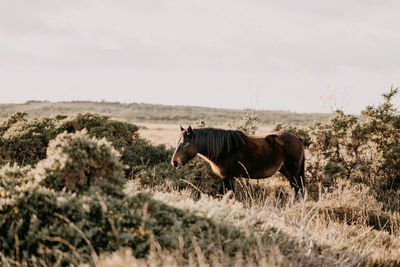 View of a horse on field