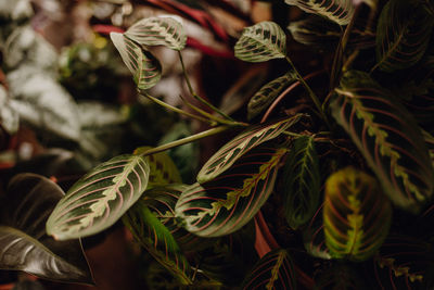 Plants collection in small millenials' rental flat, marantha tricolor, maranta