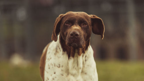 Close-up portrait of dog standing on field