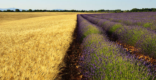 Scenic view of agricultural field against sky