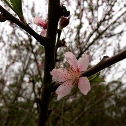 Close-up of cherry blossoms in spring