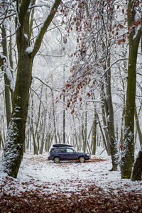 Trees in forest during winter