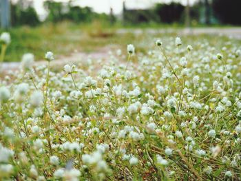 White flowering plants on field