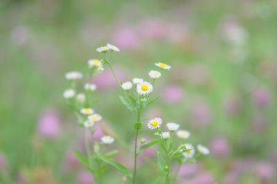 Close-up of flowers blooming outdoors