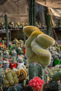 Close-up of succulent plant in market