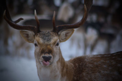 Close-up portrait of deer