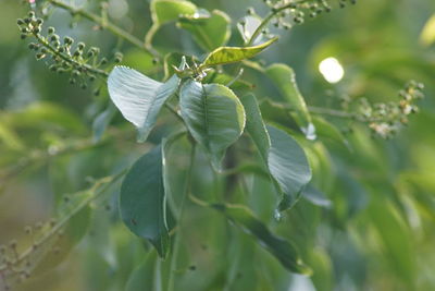 Close-up of green leaves on plant