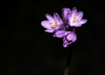 Close-up of purple flowers at night