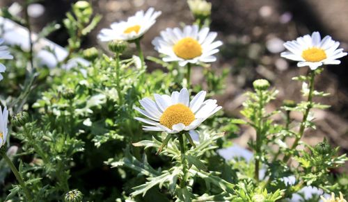 Close-up of white daisy flowers