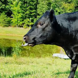 Close-up of horse on field