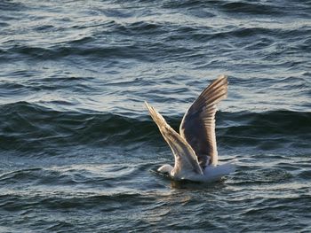 Close-up of duck swimming in sea