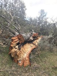 Dead tree on field in forest