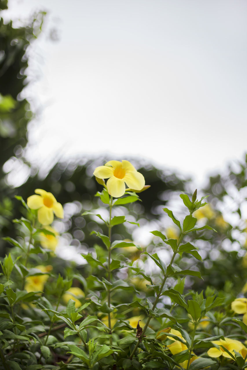 CLOSE-UP OF YELLOW FLOWERING PLANTS