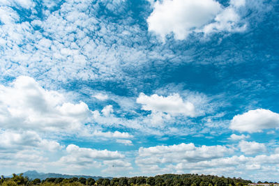 Low angle view of trees against sky