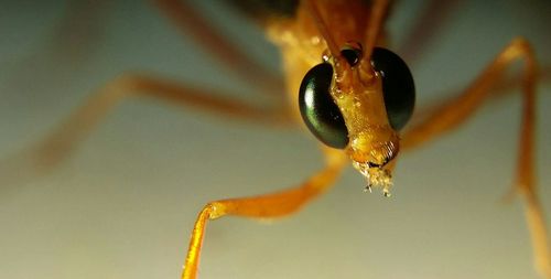 Close-up of insect