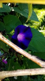 Close-up of purple flower blooming outdoors