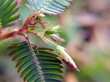 Close-up of insect on plant