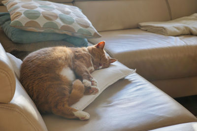 Cat sleeping on sofa pillow. long shot.