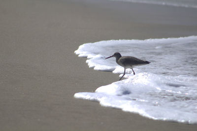 Seagull perching on shore