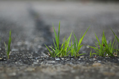 Surface level of road amidst plants in city