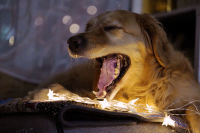 Close-up of dog looking away