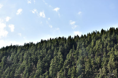 Low angle view of trees against sky