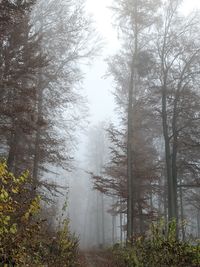 Trees in forest during winter