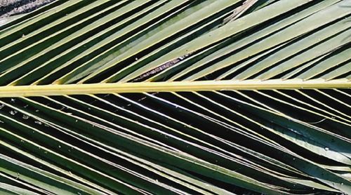 Full frame shot of leaf