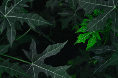 Close-up of fresh green leaves