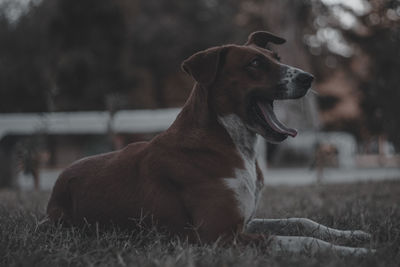 Close-up of a dog looking away