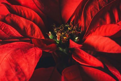 Close-up of red rose flower