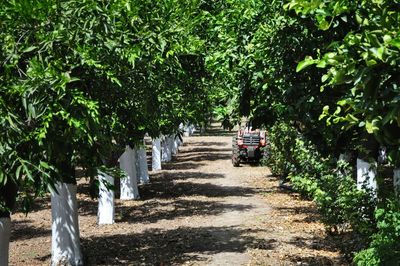 Walkway amidst trees