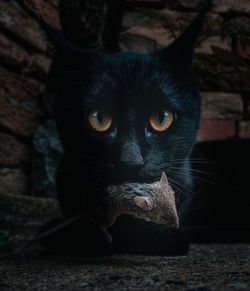 Close-up portrait of black cat