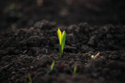 Close-up of small plant growing on field