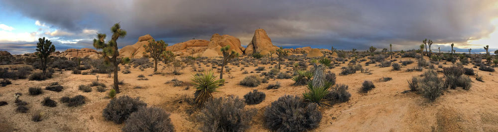 Panoramic shot of joshua tree national park against cloudy sky