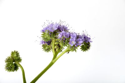 Close-up of purple flowering plant against white background