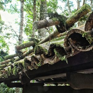 Low angle view of tree in forest