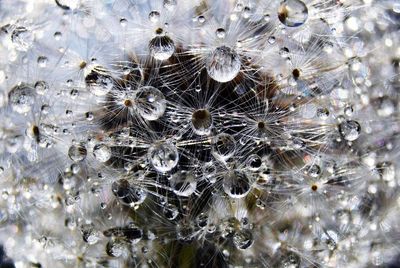 Full frame shot of water drops on dandelion