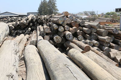 Stack of logs in forest