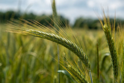 Close-up of wheat growing on field